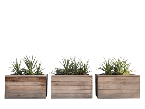 a group of plants in a wooden box