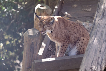 Luchs
