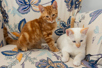 Chatons