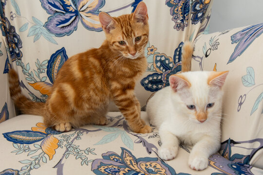 Chatons