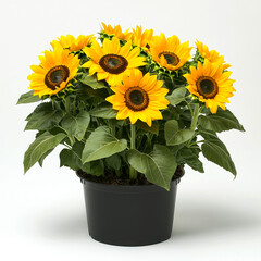 Obraz premium A potted plant with yellow sunflowers.