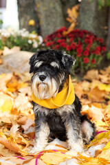 Schnauzer dog wearing yellow scarf sitting on autumn leaves in a garden.