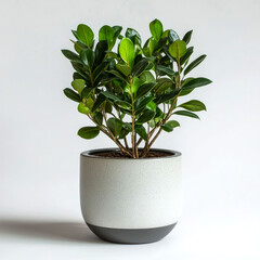 Obraz premium A small green houseplant in a white speckled pot with a black rim against a white background.