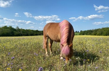 horse in the field