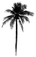 PNG Palm tree retro photocopy stipple effect silhouette white illustration.