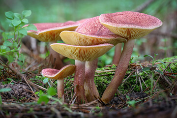 Group of beautiful inedible mushrooms Tricholomopsis rutilans mushrooms commonly known as plums and custard