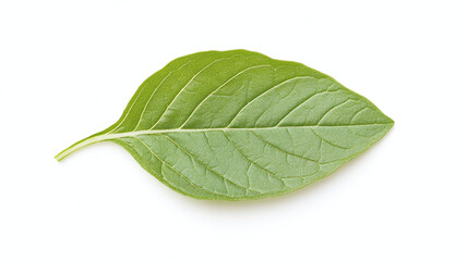 Obraz premium Green Leaf Close-Up: Nature's Intricate Detail