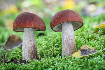 Edible mushroom Leccinum aurantiacum commonly known as red-capped scaber stalk