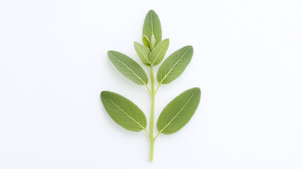 Fototapeta premium Fresh Sage Sprig on White Background
