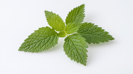 Fresh Green Mint Leaves - Aromatic Herb for Cooking and Beverages