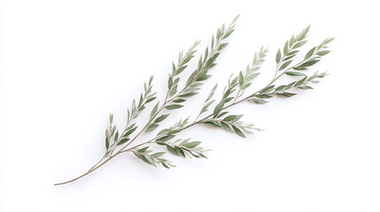 Fototapeta premium Green Branch with Leaves on White Background - Minimalist Nature Photography