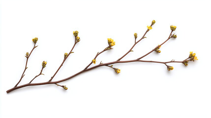 Delicate Yellow Flowers on a Branch - Spring Blossom Photography