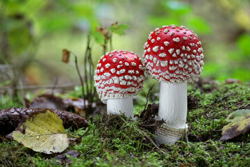 Two amazing Amanita muscaria in forest - poisonous toadstool
