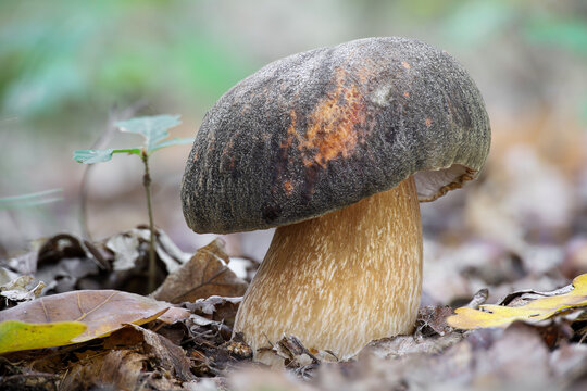 Beautiful edible mushroom Boletus aereus commonly known as bronze bolete