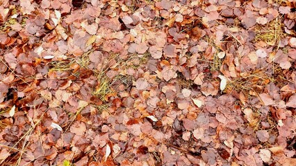 a ground covered with a dense layer of fallen leaves. The leaves are mostly brown, indicating they are dry and possibly from the autumn season