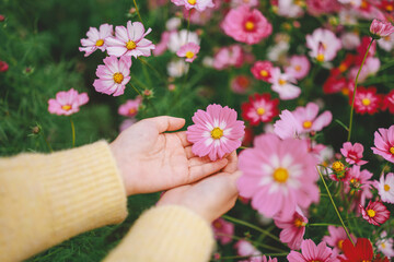 코스모스를 손안에