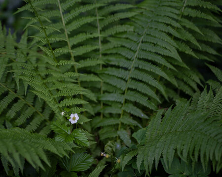 Walderdbeerbl&uuml;hte im Farn