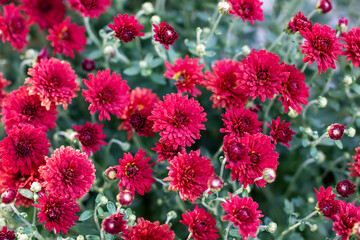 In a vibrant garden, stunning red flowers are flourishing