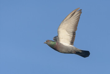 Adult Rock Dove (Columba livia) flying up in blue sky with stretched wings and tail 
