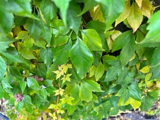 green wild grape leaves background texture