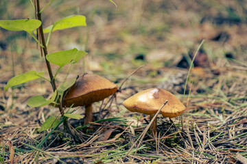 very old Boletus granulatus, Suillus granulatus, Weeping Bolete, Dotted-stalk Bolete, mushroom in forest