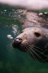 Cute Seal at the Surface
