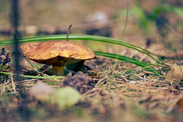 very old Boletus granulatus, Suillus granulatus, Weeping Bolete, Dotted-stalk Bolete, mushroom in forest