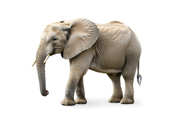 Fototapeta premium Elephant isolated on white background