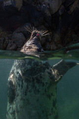 Seal sticking its tongue out at the surface
