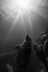 Seal swimming up towards the sun light