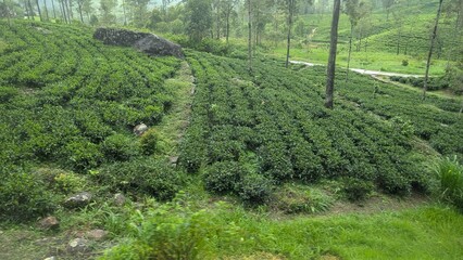 Tea plantations in Sri Lanka