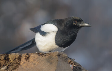 Nice Eurasian magpie (pica pica) very interested in close winter shot