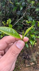 Tea plantations in Sri Lanka