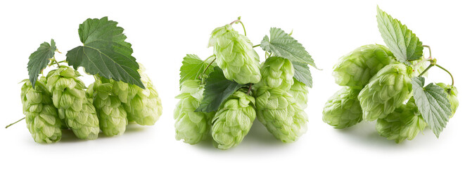 set of green hops isolated on a white background