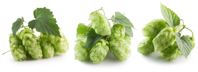 set of green hops isolated on a white background