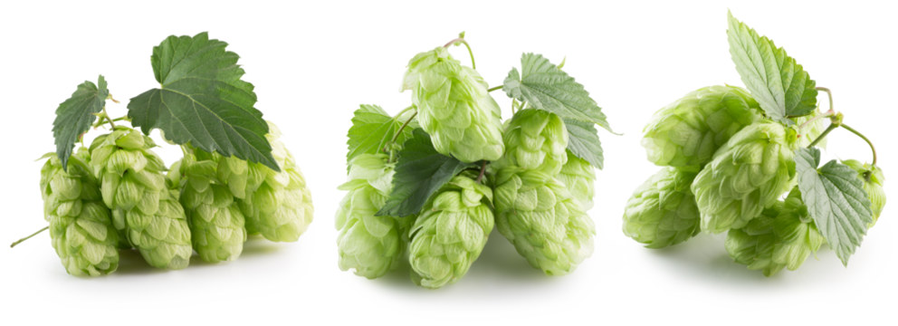 set of green hops isolated on a white background