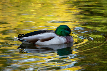 Männliche Stockente im Sonnenlicht auf einem Teich schwimmend, mit verschwommener Spiegelung