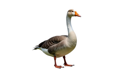 Obraz premium Realistic Goose Close Up Portrait on White Background isolated