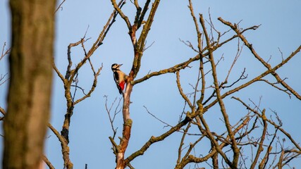 Woodpecker on a Tree Branch