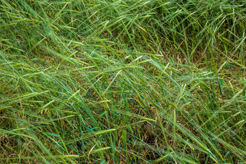 green grass in the wind