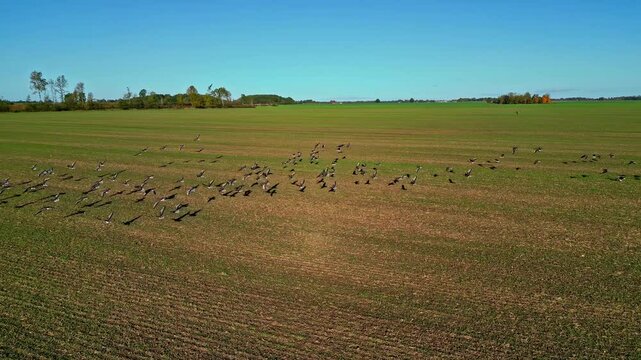 Drone following a huge flock of wild ducks on open field, Latvian agricultural meadow