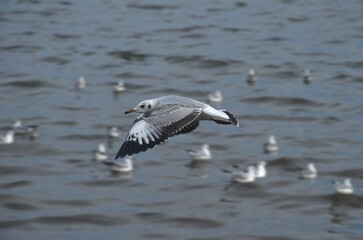 seagull evacuate in winter flying to feeding food on sea at Bang poo travel location in Thailand 