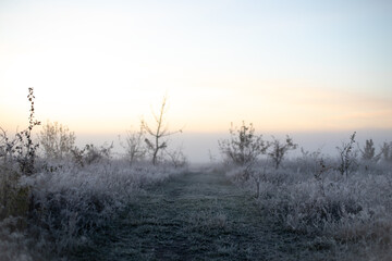 Misty morning on the meadow

