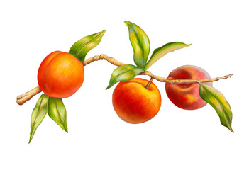 Some ripe peaches on a branch