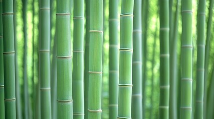 Fototapeta premium A close-up view of lush green bamboo stalks, showcasing the intricate textures and vibrant colors in a peaceful natural environment.