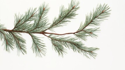 Serene pine tree branch on a white background, perfect for winter or holiday designs, with a simple, fresh aesthetic and ample copy space
