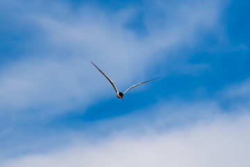 Bird in flight