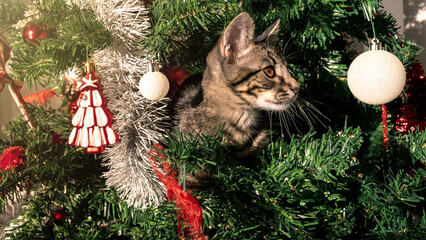 Mischievous cat, a funny and adorable animal on beautiful Christmas decoration