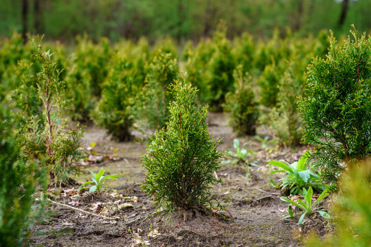 A plantation of young conifer trees