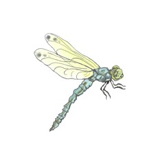 dragonfly isolated on white